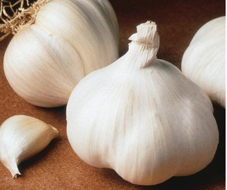 Garlic bulb